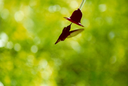 hummingbird1.jpg (26751 bytes)
