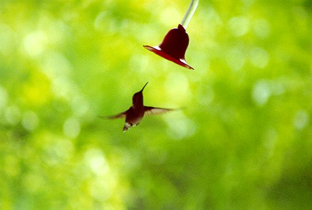 hummingbird2.jpg (31836 bytes)