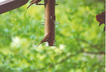 redfinch1.jpg (31384 bytes)