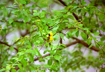 yellowfinch1.jpg (59554 bytes)