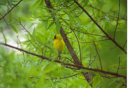 yellowfinch2.jpg (45091 bytes)