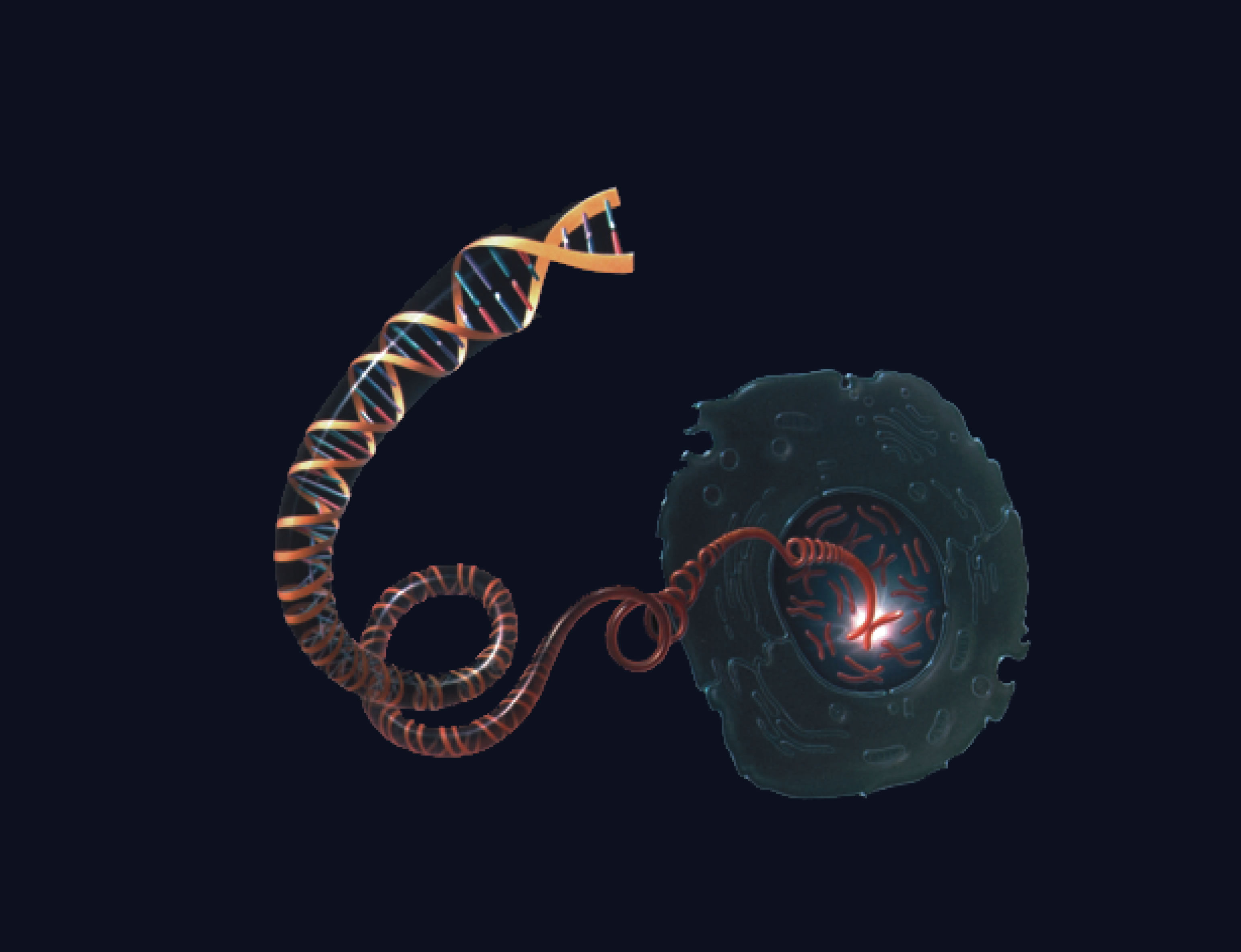 RNA model