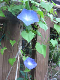 PairMorningGlories.JPG (1163501 bytes)